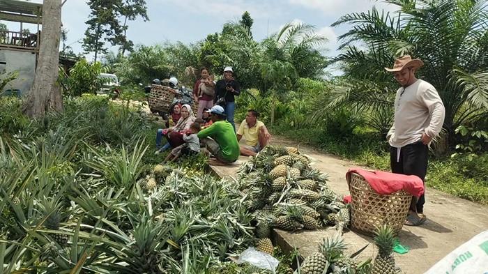 Agrowisata-Nanas-Madu-di-Musi-Rawas-Sensasi-Nikmati-Kopi-dan-Nanas-Madu-di-Kaki-Bukit-Botak.jpg