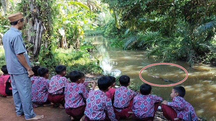 BREAKING NEWS: Buaya Sepanjang 5 Meter Muncul di Sungai Ketuan Musi Rawas, Jadi Tontonan Anak-Anak