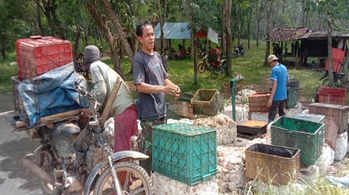Harga Karet Hari ini di Kabupaten OKU Menguat, di Wilayah Hulu Jadi Rp 14 Ribu per Kilogram