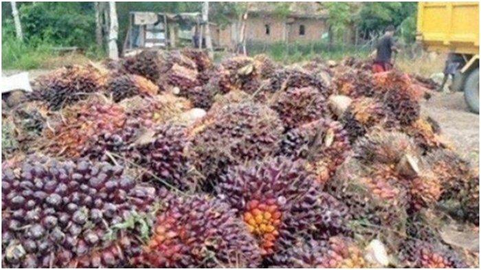 Harga Sawit Banyuasin Hari Ini Rp 1.450 per Kg,  Petani Mandiri Sedikit Lega