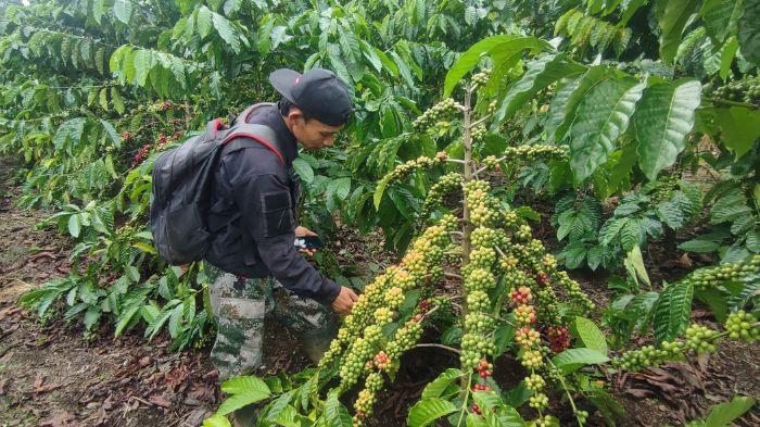 Hasil Kurang Memuaskan, Petani di Pagar Alam Pilih Beli Pupuk Non Subsidi, Meski Harga Subsidi Turun
