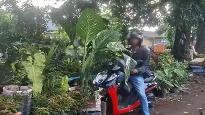 LAWAN ARUS -  Pengendara motor Honda Genio mencoba mengelabui petugas dengan modus hendak membeli bunga setelah kedapatan melawan arus di kawasan Jalan Soekarno-Hatta Palembang
