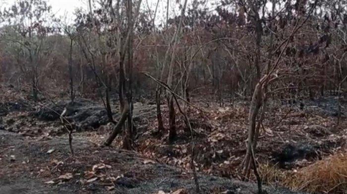 Baru Dilanda Banjir yang Rusak Rumah dan Jembatan, Warga Muratara Kini Dihantui Ancaman Karhutla