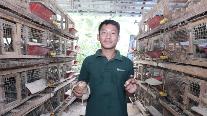 Lewat Program Desa Impian, Puyuh Jadi Jalan Keluar Penambang Ilegal