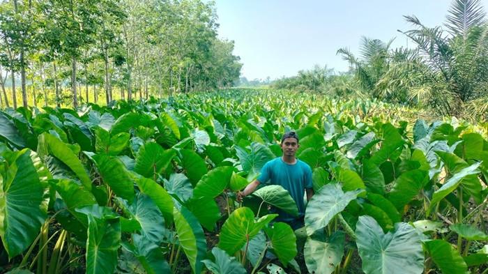 Manfaatkan Lahan Kosong di Sela Tanaman Sawit, Pria di Musi Rawas Raup Jutaan dari Tanam Kimpul
