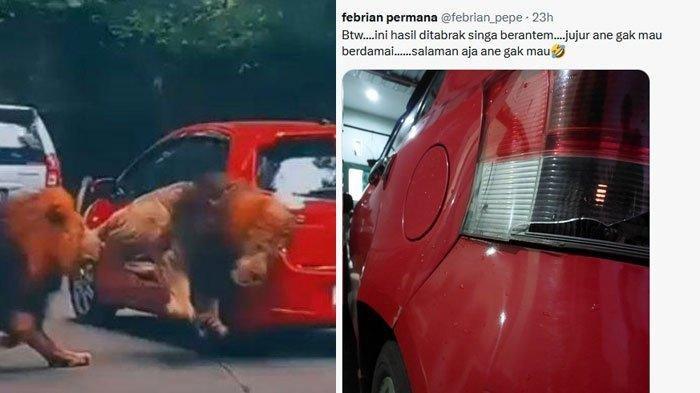 Begini Nasib Mobil yang Ditabrak Singa dan Penumpangnya di Taman Safari, Lampu Pecah & Bemper Penyok