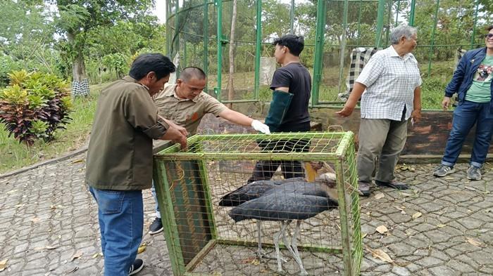 Pengelola Tak Punya Izin, BKSDA Evakuasi 6 Satwa Dilindungi di Agrowisata Kebun Kito Lubuklinggau