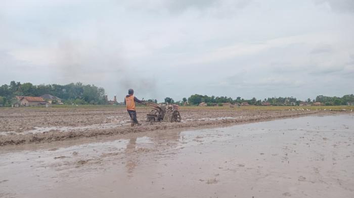 Petani Bukit Napuh OKU Timur Resah, Padi Diserang Hama, Modal Membengkak, Berpotensi Gagal Panen
