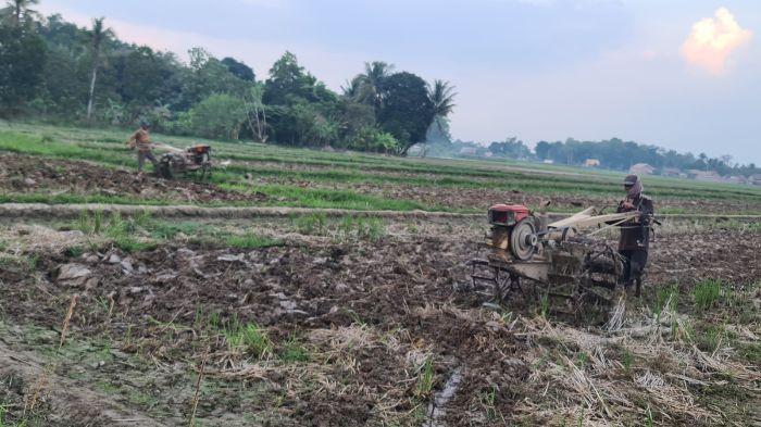 Petani di OKU Timur Kini Optimis Soal Swasembada Pangan, Usai Distribusi Pupuk Subsidi Kini Lancar