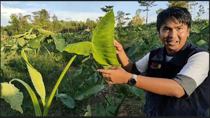 Satu Tumbuhan Semua Bermanfaat, Talas Beneng yang Menjanjikan