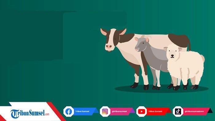 5 Rekomendasi Tempat Beli Hewan Qurban di Kota Palembang Beserta Nomor Telepon yang Bisa Dihubungi