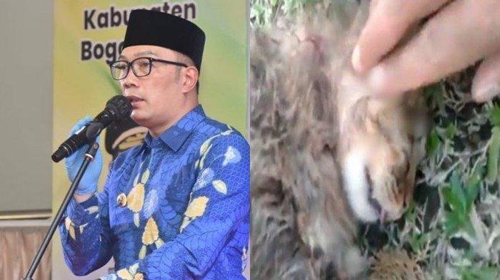 Reaksi Ridwan Kamil Dengar Viral Kucing Ditembak Mati di Sesko TNI, Pelakunya Brigjen NA