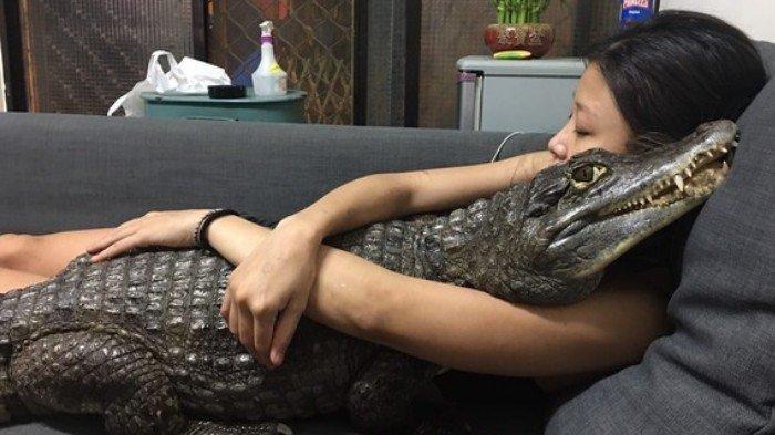 Kisah Wanita Pelihara Buaya di Rumah Tanpa Dikandang, Tiap Hari Dipeluk dan Ajak Tidur Bareng