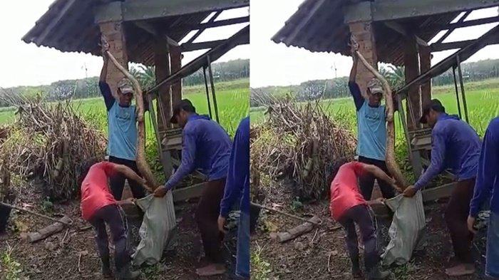 Viral Warga Tangkap Ular Piton Panjang 4 Meter di OKU Timur, Sekarang Telah Mati