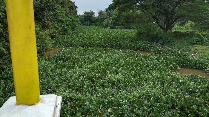 Warga di Karang Anyar Palembang Ngeluh, Sungai Jong Dipenuhi Eceng Gondok