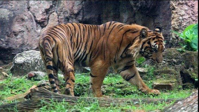 Kisah Petani di Inhu Riau Duel dengan 3 Harimau Kondisi Tangan Kosong, Harimau Lari usah Ditendang