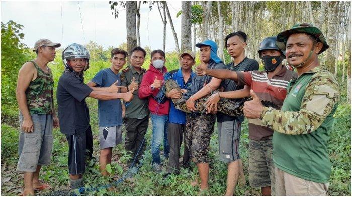 Total 82 Buaya Lepas dari Penangkaran di Banyuasin, 10 Tertangkap, Sisanya Masih Dicari