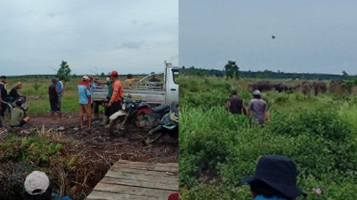 Warga vs Gajah, Konflik Menahun di Air Sugihan, Ogan Komering Ilir yang Tak Kunjung Selesai