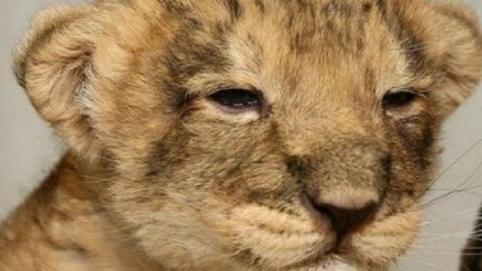 Anak Singa Tuntun Penjaga ke Bangkai Induknya