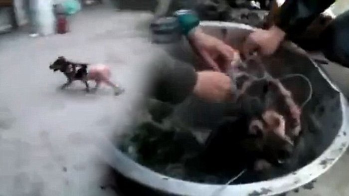 Negara Ini Rebus dan Kuliti Anjing dalam Keadaan Hidup, Alasannya Bikin Geleng Kepala!