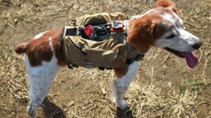 Pintarnya Anjing Ini Bisa Selamatkan Orang Saat Terjadi Bencana