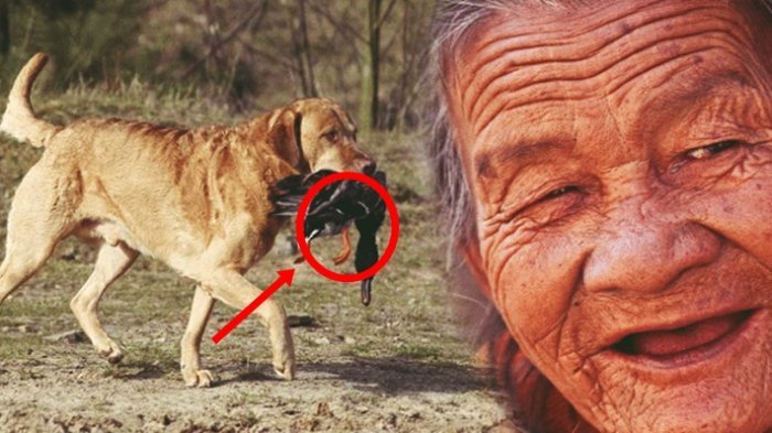Anjing Ini Tiap Hari Melemparkan Makanan ke Dalam Sumur,Warga Terkejut Saat Melihat Isi Didalamnya!
