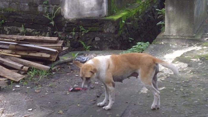 Tolonglah, Kalau Lihat Anjing Liar Dimatiin Saja