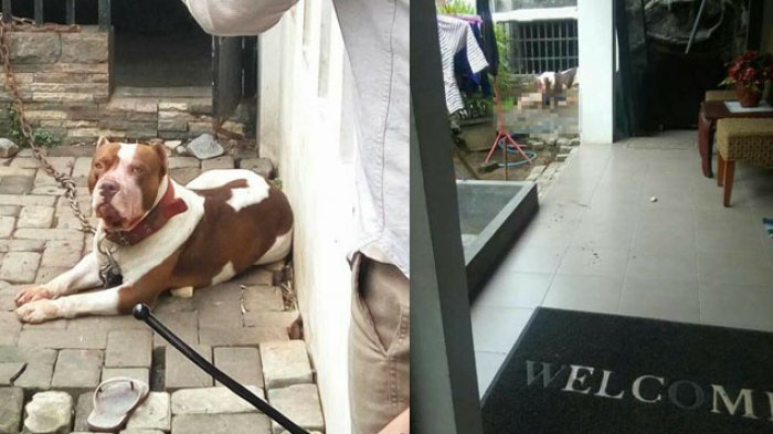 Sang Anak Meninggal Digigit, Ini Seharusnya yang Dilakukan Terhadap Anjing Pitbull Itu
