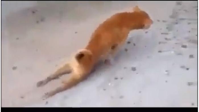 Awalnya Semua Kasihan Lihat Hewan ini, Kejadian Berikutnya Diluar Dugaan