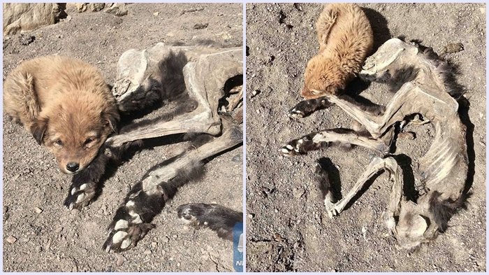 Mengharukan, Anak Anjing Ini Menolak Tinggalkan Bangkai Ibunya ''Ibu Bangun Ibu''