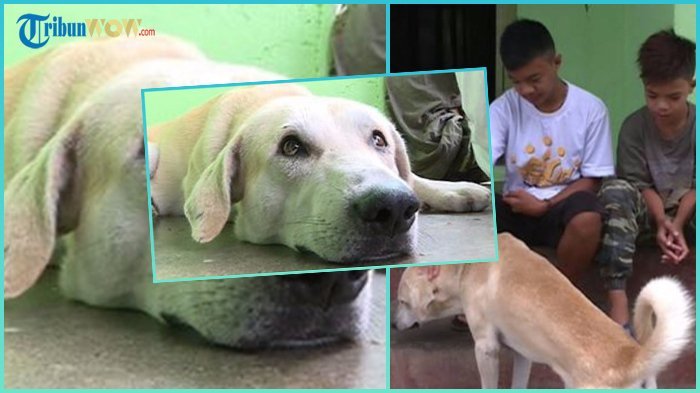 Nyawa Dua Bocah ini Berhasil Diselamatkan oleh Seekor Anjing, Kisahnya Sangat Dramatis