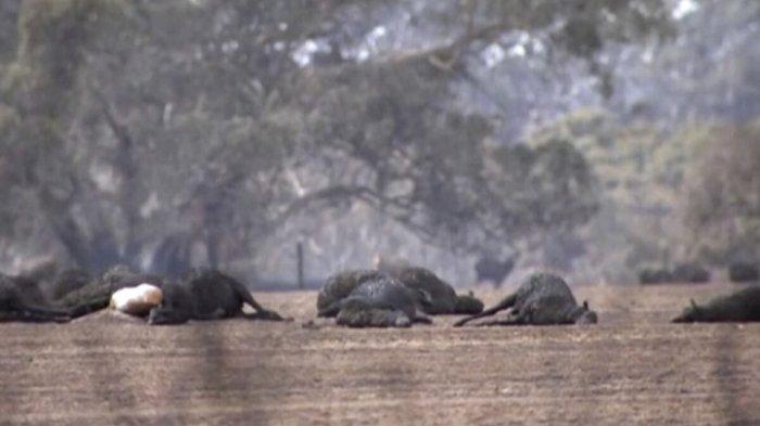 Asap Karhutla Australia Sudah Sampai di Amerika, Indonesia Masih Aman Kiriman Asap