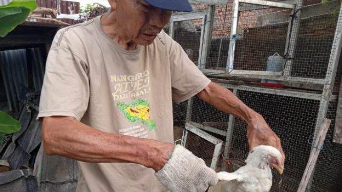 Ayam Peliharaan Mendadak Mati Misterius di Lorong Harapan, Plaju, Lesu dan Mogok Makan Lalu Mati