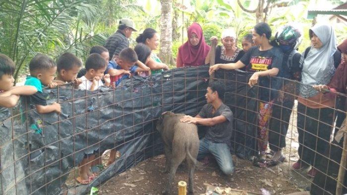 Heboh Babi Hutan Jinak di Muratara, Disebut Nangis saat Ditinggal di Luar Rumah, Ini Pendapat PORBI