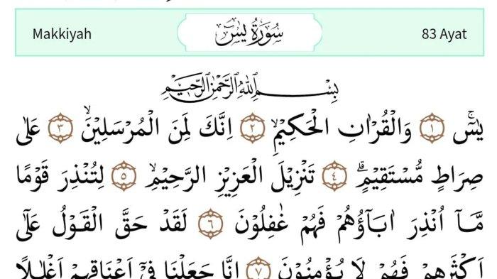 Katta mushukli ayollar fotosuratlari