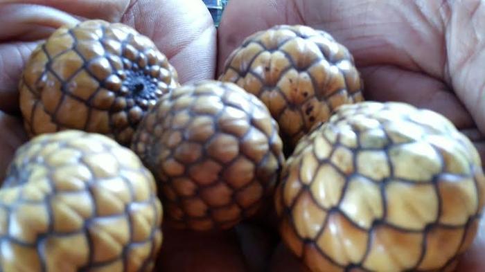 Diare dan Gangguan Pencernaan Sembuh Dengan Buah Ini, Cuma Rp 5000