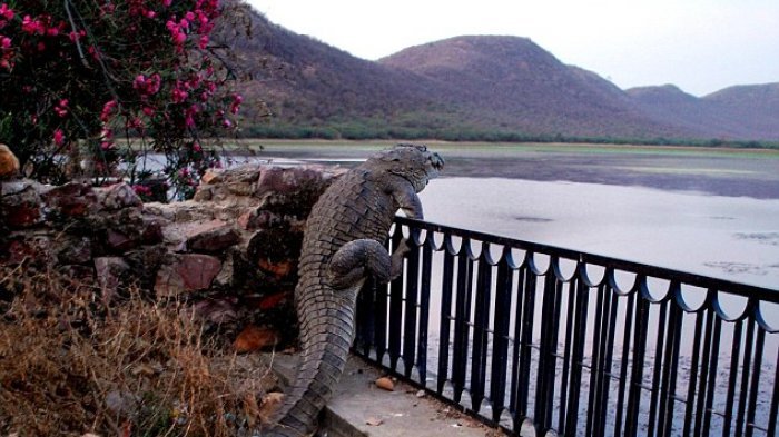 Jasad Heri Ditemukan Utuh Tapi Penuh Luka Usai Diterkam Buaya 7 Meter Ketika Menjala Ikan