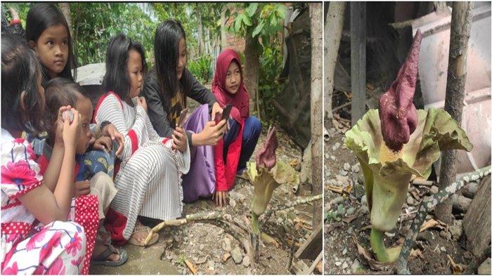 Bunga Bangkai Muncul di Pekarangan Rumah Muara Enim, Meski  Busuk Warga Tetap Penasaran