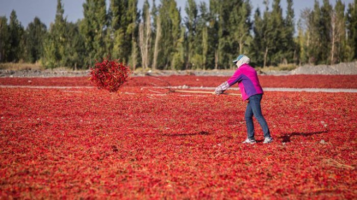 Cina Serang Indonesia dengan Cabai Berbakteri, ini Tanggapan Dubes Cina