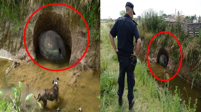 Jalan-jalan Dekat Sawah, Pria Ini Temukan Sesuatu yang Mengejutkan