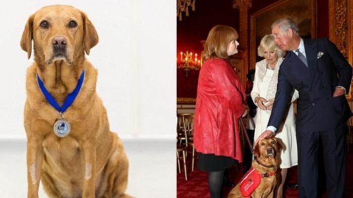 Anjing Ini Bisa Mendeteksi Kanker di Tubuh Manusia