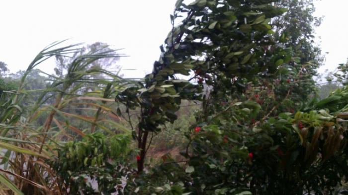 Hujan Bercampur Angin Landa Sebagian Wilayah Muaradua