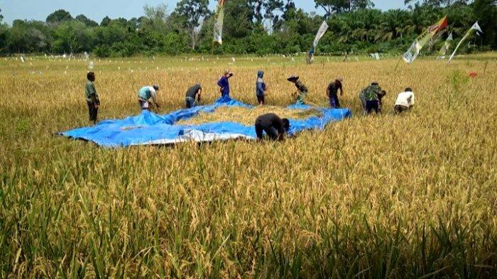 Dulunya Semak Belukar, 30 Hektare Lahan Terlantar di Bingin Rupit Muratara Jadi Hamparan Padi