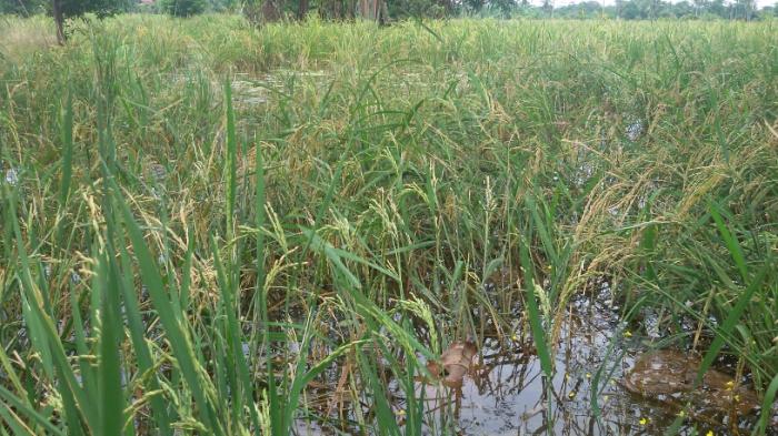 Ini Langkah Cepat yang Dilakukan Dinas Pertanian Banyuasin Jika Sawah Petani Kebanjiran