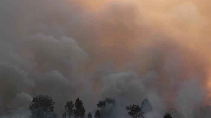 Separuh Lahan Gambut Indonesia Terbakar Berada di Sumsel