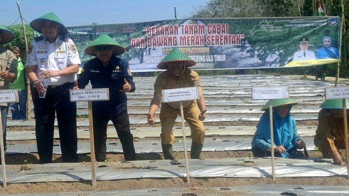 Gertam Cabai dan Bawang Merah Serentak, Sekda OKU Timur:Bisa Tekan Inflasi dan Kemandirian Pangan