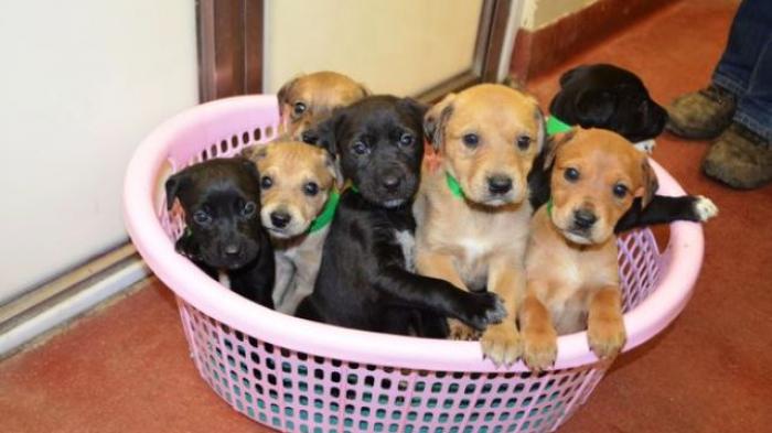 Anjing Mencegah Penyakit Jantung Menyerang