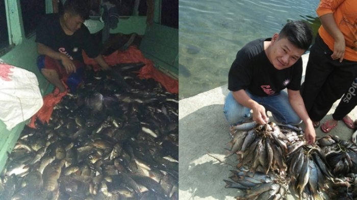 Ikan-ikan Ini Mabuk Belerang di Danau Ranau, Warga Berduyun-duyun Menjaringnya