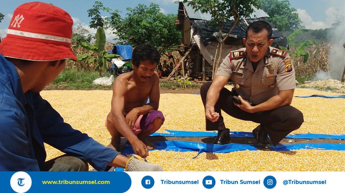 Hasil yang Menjanjikan dan Masa Panen Sebentar, Petani Padi di OKU Beralih ke Tanaman Jagung