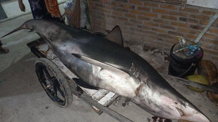 Geger Nelayan Dapat Hiu 3 Meter Seberat 320 Kg, Rumahnya 'Diserbu' Warga, Dijual Rp4 Juta
